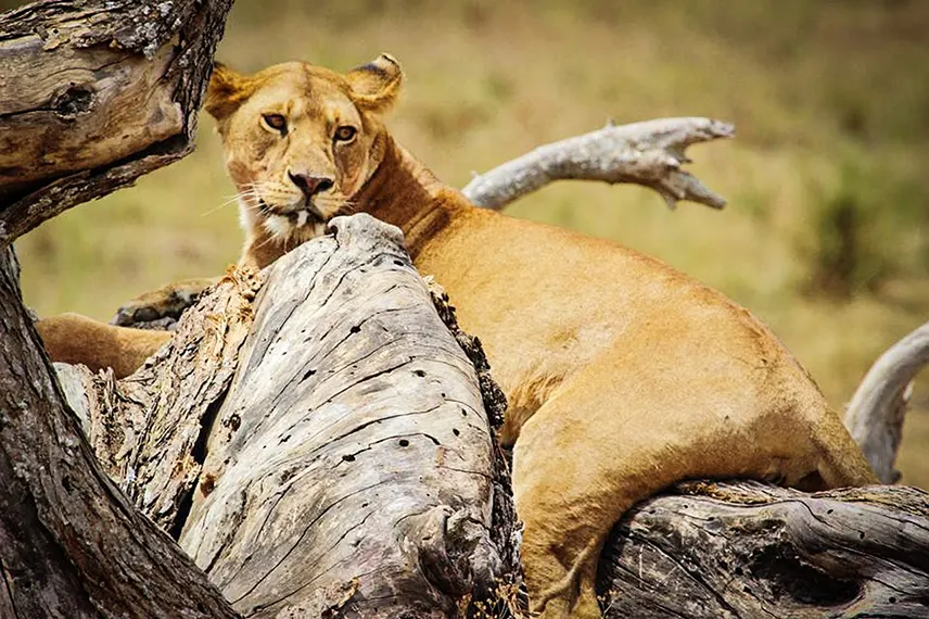 Panay Africa Safari and safaris (157)