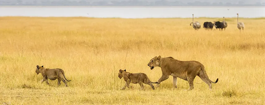 Panay Africa Safari and safaris (18)