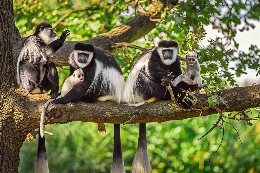 Panay Africa Safari and safaris (40)